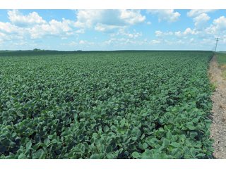 Farmland in Fulton & Marshall Counties, Indiana - LAND AUCTION - 541.3+/- ACRES IN 9 TRACTS IN FULTON & MARSHALL COUNTIES, INDIANA